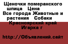 Щеночки померанского шпица › Цена ­ 25 000 - Все города Животные и растения » Собаки   . Красноярский край,Игарка г.